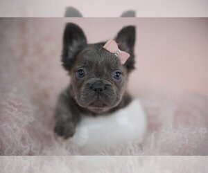 French Bulldog Puppy for sale in PEMBROKE PINES, FL, USA