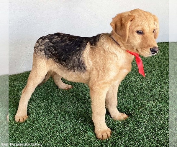 Medium Photo #2 Shepradors Puppy For Sale in San Diego, CA, USA