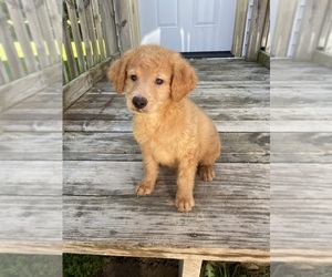 Goldendoodle Puppy for Sale in BELDING, Michigan USA