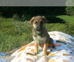 Small #1 German Shepherd Dog