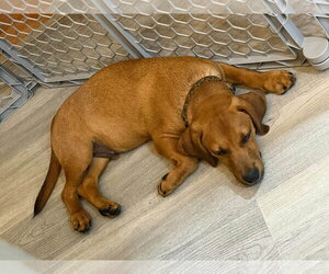 Cosmos - the tan one - Male Dachsador Dog for Adoption - Photo #2