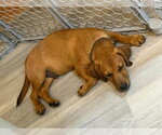 Small Photo #2 Dachsador Puppy For Sale in Oakhurst, NJ, USA