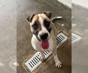 Mutt Dogs for adoption in Baytown, TX, USA