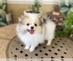 Small Photo #11 Pomeranian Puppy For Sale in WINDERMERE, FL, USA
