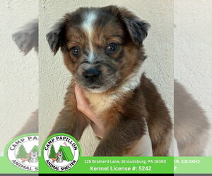 Australian Mountain Dog Dogs for adoption in Stroudsburg, PA, USA