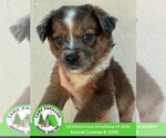 Carla - Female Australian Mountain Dog Dog for Adoption - Small photo