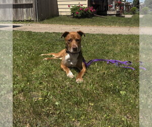 Bread - Male Labrador Retriever-Unknown Mix Dog for Adoption - Photo #12