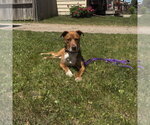 Small #11 Labrador Retriever Mix