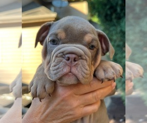 Bulldog Puppy for sale in SAINT CHARLES, IL, USA