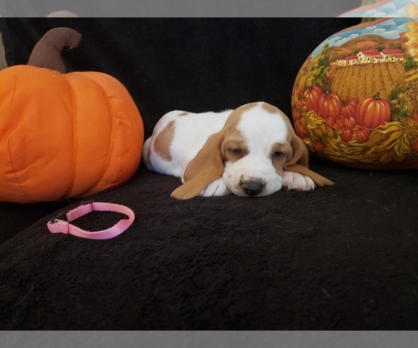 Medium Photo #32 Basset Hound Puppy For Sale in CLAREMORE, OK, USA