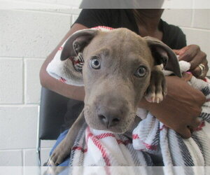 Staffordshire Bull Terrier Dogs for adoption in Ocala, FL, USA