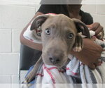 Small Staffordshire Bull Terrier