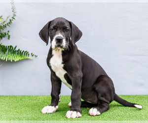 Medium Great Dane