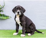 Puppy Kathy Great Dane
