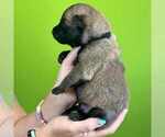 Small Photo #14 Belgian Malinois Puppy For Sale in S CHARLESTON, WV, USA