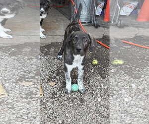 Anatolian Pyrenees Dogs for adoption in Overland Park, KS, USA
