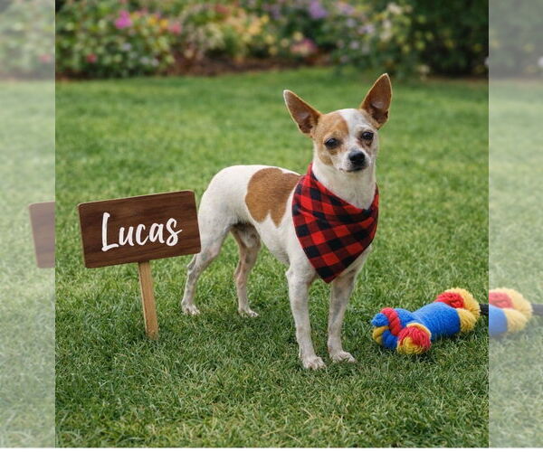 Medium Photo #2 Chihuahua-Unknown Mix Puppy For Sale in Euless, TX, USA