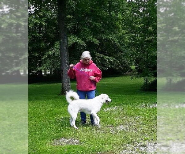 Medium Photo #5 Labrenees Puppy For Sale in Rootstown, OH, USA