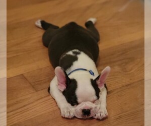 Boston Terrier Puppy for sale in TURBEVILLE, SC, USA