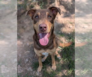 Australian Kelpie-Unknown Mix Dogs for adoption in Green Forest, AR, USA