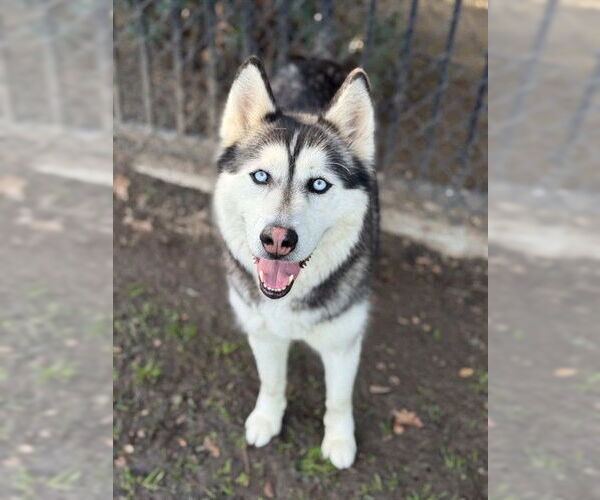 Medium Photo #2 Siberian Husky Puppy For Sale in Riverside, CA, USA