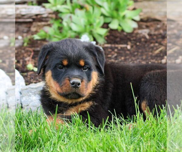 Medium Photo #2 Rottweiler Puppy For Sale in LITITZ, PA, USA