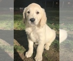 Small Photo #2 Golden Retriever Puppy For Sale in FORT STEILACOOM, WA, USA