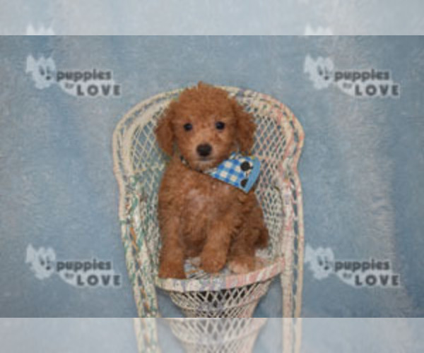 Medium Photo #2 Poodle (Toy) Puppy For Sale in SANGER, TX, USA