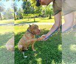 Small #13 American Pit Bull Terrier Mix