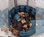 Small Photo #1 Yorkshire Terrier Puppy For Sale in CAPE CORAL, FL, USA