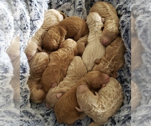 Goldendoodle Litter for sale in REIDSVILLE, NC, USA