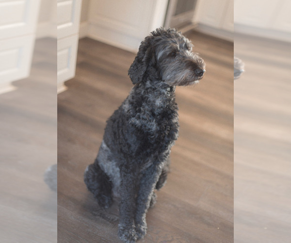 Medium Photo #1 Goldendoodle-Irish Doodle Mix Puppy For Sale in LAKELAND, FL, USA