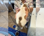 Small #1 Dachshund