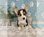 Small #8 Pembroke Welsh Corgi