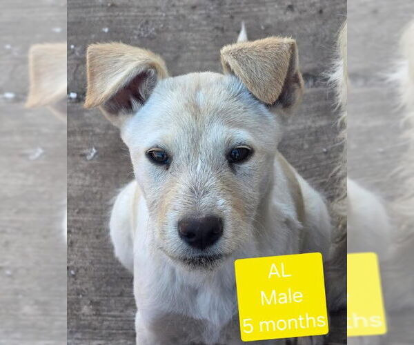 Medium Photo #6 Labrador Retriever-Unknown Mix Puppy For Sale in San Diego, CA, USA