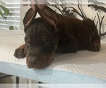 Small #3 Doberman Pinscher