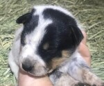 Small Photo #2 Australian Cattle Dog Puppy For Sale in GRANTS PASS, OR, USA