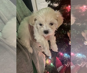 Maltipoo Dogs for adoption in BEAVERTON, OR, USA