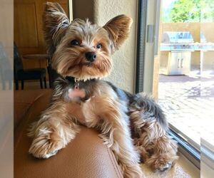 Yorkshire Terrier Puppy for sale in BEVERLY HILLS, CA, USA
