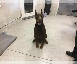 Doberman Pinscher Dogs for adoption in Riverside, CA, USA