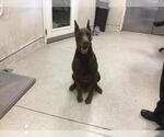 Small Doberman Pinscher