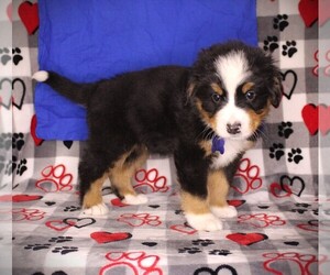 Bernese Mountain Dog Puppy for Sale in BAYARD, Nebraska USA