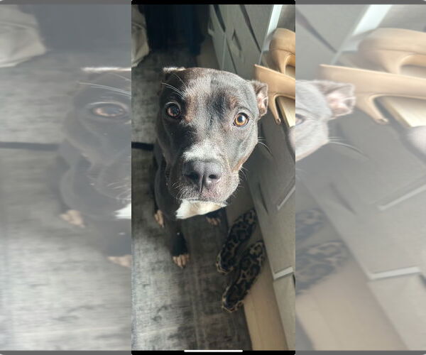 Medium Photo #11 American Pit Bull Terrier Puppy For Sale in Alexandria, VA, USA