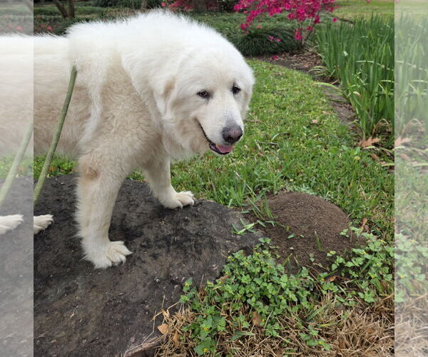 Medium Photo #6 Great Pyrenees Puppy For Sale in Spring, TX, USA