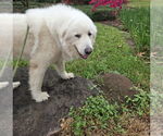 Small #5 Great Pyrenees