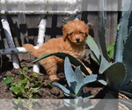 Puppy Lynx Poodle (Miniature)