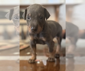 Doberman Pinscher Puppy for Sale in CERES, California USA