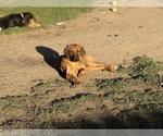 Small #12 Labrador Retriever-Rhodesian Ridgeback Mix