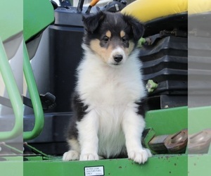 Collie Puppy for sale in FREDERICKSBURG, OH, USA