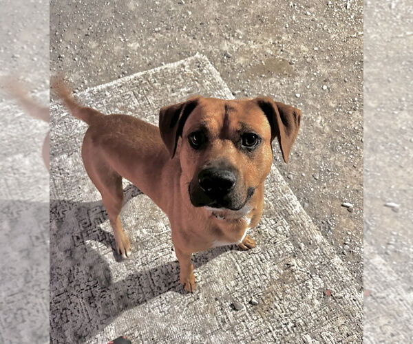 Medium Photo #6 Mutt Puppy For Sale in Evansville, IN, USA